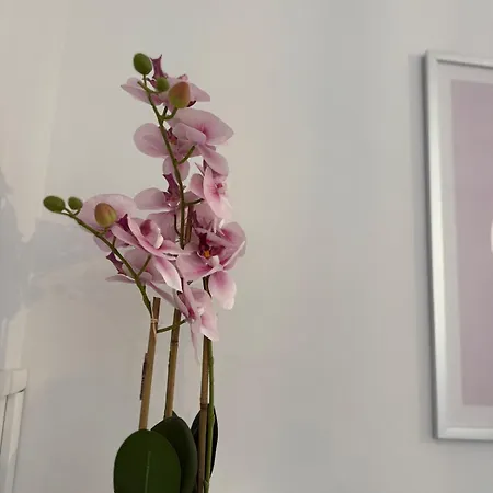 Rose Arlesien * Arles